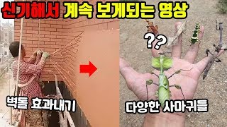 뭔가 자꾸만 보게되는 신기한 상황들 3