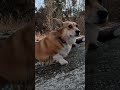 川から上がってくるコーギー a corgi coming out of the river コーギー corgi サクラ