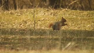 Caucasian squirrel - კავკასიური ციყვი