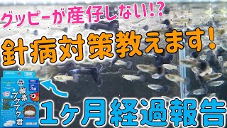 【検証結果】酸素ブクブク君を使ってグッピーを1カ月育ててみた。グッピーの稚魚の針病対策と、産仔させる方法を解説！【ふぶきテトラ】