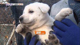 [나경훈의 현장포착] '개발제한구역'에서 150마리 개들이 사는 사연은? [아침이 좋다] 20191206