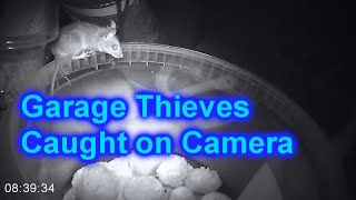 Motion-Detecting Camera Captures Tiny Thieves in my Garage - Banggood PRC 600C Trail Cam