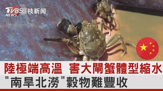 陸極端高溫 害大閘蟹體型縮水 「南旱北澇」穀物難豐收｜TVBS新聞