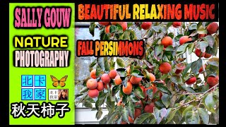 秋天柿子(2021)｜Beautiful Fall Persimmons With Relaxing Music｜美国北卡种柿子树 第四年柿子豐收｜NC Nature Photography