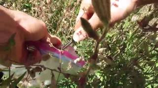 9-6-16 - Taylor demonstrates harvesting Silene Capensis Seed Pods - (Part 2) - MVI 0352