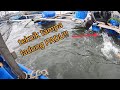 VLOG#197 LAST MINIT  STRIKE BERTUBI2#sangkarsgudang #fishing