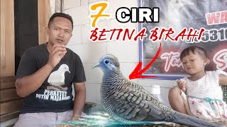 Ciri-ciri Perkutut Betina BIRAHI