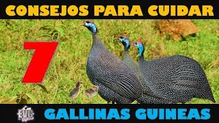 7 Consejos Importantes para Cuidar Gallinas Guineas o Coquenas