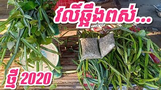 វលិ៍ឆ្អឹងពស់,ដើមឆ្អឹងពស់🐍🐍🐍