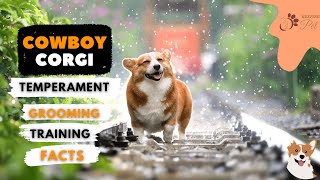 Cowboy Corgi (Corgi Cattle Dog): Temperament, Grooming, Training, Facts, and More!