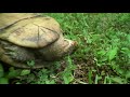 incredible defence mechanism saves turtle s life our world