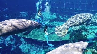 Mermaids & Manatees Weeki Wachee Springs