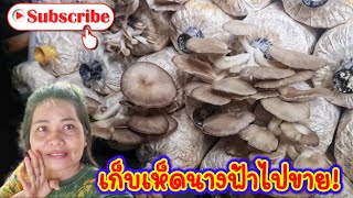 เก็บเห็ดนางฟ้า ไปขาย| พี่อ๋อ ลูกอิสาน