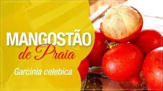 Mangostão de Praia ou Garcinia Celebica: Fruta Exótica e Rara