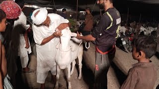 Rohi Nala Bakra Mandi | Kahna Mandi |  Rajanpuri Desi Bakre | Qurbani 2022