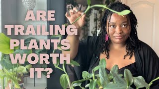 My Trailing Houseplant Collection | Pothos is not a basic plant