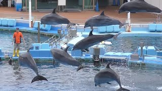 イルカショー　ジャンプシーンです　【名古屋港水族館】Dolphin Port of Nagoya Public Aquarium