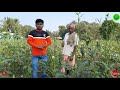 ladies finger or okra cultivation odisha ଭେଣ୍ଡି ଚାଷ