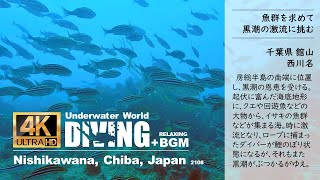 [4K] Diving at Nishikawana, Chiba, Japan + BGM / 千葉, 館山, 西川名, ダイビング -魚群を求めて黒潮の激流に挑む