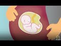 How Trauma Can Impact a Child in Utero, with Allan Schore