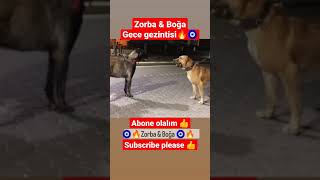 KARAKIRÇIL VE BOZ ÇOBAN KÖPEKLERİMİZ BİR ARADA! GECE GEZİNTİSİ, KARA ÇOBAN KÖPEĞİ, BOZ ÇOBAN KÖPEĞİ