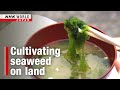 Seaweed cultivation project seen as possible model for recoveryーNHK WORLD-JAPAN NEWS