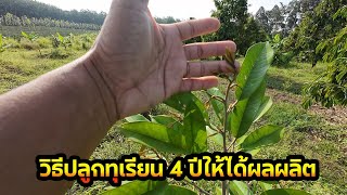 วิธีปลูกทุเรียน4ปีให้ได้ผลผลิต