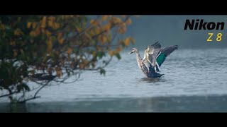 Birding With Nikon Z8 | Spot Billed Duck | Nikkor 180-600