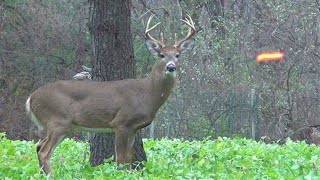 30 Kills in 30 Minutes! (ULTIMATE Hunting Highlights)