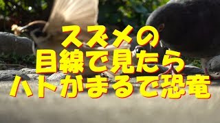 スズメの目線で見たらハトがまるで恐竜