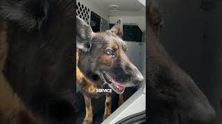 Police dog gets the call that he can retire ❤️