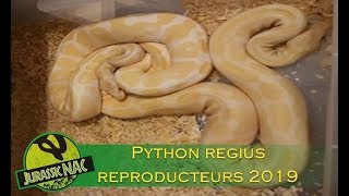Choix Des Couples Python Regius Reproducteurs 2019 - Partie 1