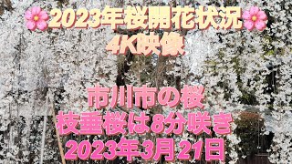 🌸2023年桜開花状況🌸4K映像　市川市の桜　枝垂桜は8分咲き　2023年3月21日