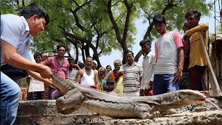 बिल्कुल कोबरा सांप की तरह फूँकने वाला इतना विशालकाय जीव! इस गांव में निकला फिर कैसे क्या हुआ देखें!