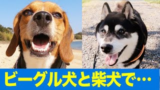 ビーグル犬が柴犬と一緒に初めて２頭引きに挑戦した結果...w