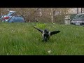 Happy Crow #shorts