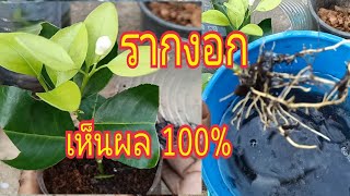 วิธีปักชำ!!!มะกรูดมะนาวรากงอกเร็วได้ผล100%การควบแน่น ทองปานปลูกผัก