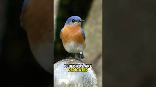 Super Parents#shorts #short #facts #birds #animals #nature #wildlife #subscribe #shortvideo