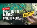 Grafting tin di fresh cangkok loa