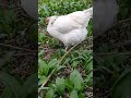 【鶏日記】何に反応したのかクロ ニワトリ poules hens にわとりこ 鶏 鶏日記 にわとりこ