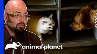 Cats And Dog Fight Over 20 Times A Day! | My Cat From Hell