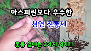 관절염과 중풍에 걸린 사람을 며칠만에 고쳐낸 통증질환의 명약