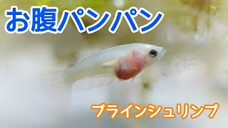 ☆ベタ稚魚日記⑥☆水槽の引っ越しで みんな のびのび🎵