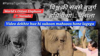 World's oldest elephant | विश्व की सबसे बुज़ुर्ग हथिनी वत्सला| #elephant #oldest #world #wildlife