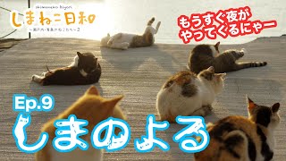 【猫島】青島に住む猫たちの、貴重な夜の姿！