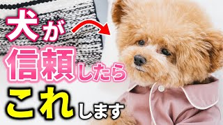 犬が心の底から信頼している人にしか見せない行動10選