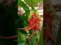 how to grow gloriosa aka flame lily?#my home South East Asia @gardenpokok #shorts