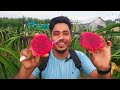 ড্রাগন ফলের বাগান jolsiri dragon farm ghatail tangail dragon fruit farming 2023