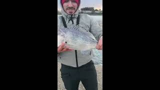 Dentice a light jigging!  |  A nice dentex catch at light jigging!