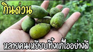 เจออยู่ป่าให้รีบเก็บ มะกอกเกลื้อน มีค่ามากแถมอร่อยสรรพคุณแก้ไอได้อันดับ1